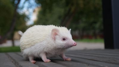Лот: 22390675. Фото: 1. Карликовый африканский ежонок... Остальные животные