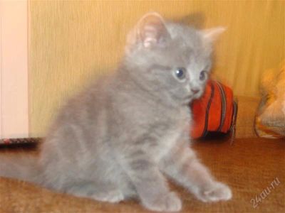 Лот: 2893851. Фото: 1. Британский короткошёрстный котенок. Кошки, котята