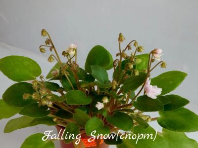 Лот: 6315341. Фото: 1. Минифиалка сортовая Falling Snow... Горшечные растения и комнатные цветы