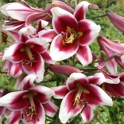 Лот: 12318258. Фото: 1. Лилия Фризо (Lilium Friso). Садовые цветы