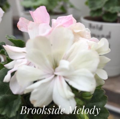 Лот: 13302887. Фото: 1. пеларгония Brookside Melody. Горшечные растения и комнатные цветы