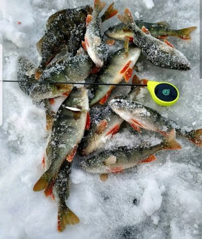 Лот: 12886251. Фото: 1. Окунь свежий цена за 1 кг. Разное