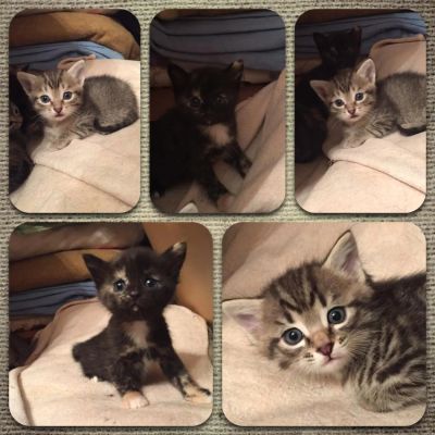 Лот: 2155643. Фото: 1. Очаровательные котята, подарите... Кошки, котята