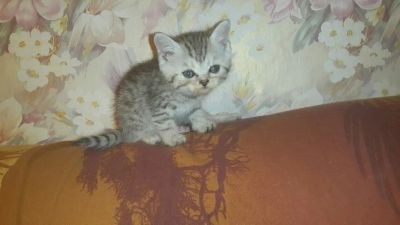 Лот: 5757908. Фото: 1. шотландцы. Кошки, котята