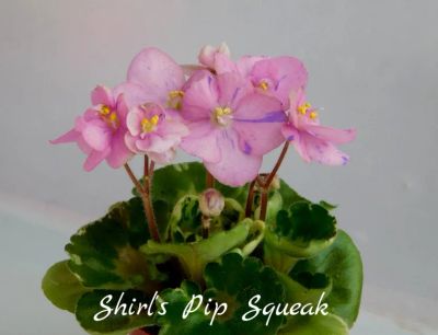 Лот: 8433587. Фото: 1. Мини фиалка Shirl's Pip Squeak... Горшечные растения и комнатные цветы