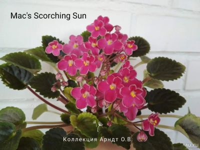 Лот: 14551658. Фото: 1. Лист фиалки Macs scorching sun. Горшечные растения и комнатные цветы