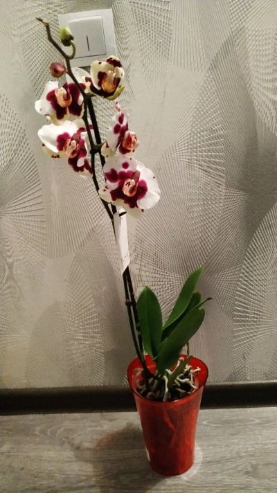 Лот: 12842581. Фото: 1. Орхидея фаленопсис. Горшечные растения и комнатные цветы