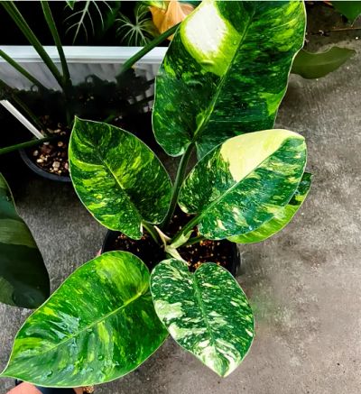 Лот: 25716191. Фото: 1. Филодендрон Congo Green Marble... Горшечные растения и комнатные цветы