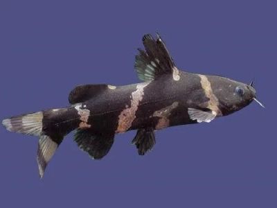 Лот: 4683552. Фото: 1. сомики сиамская касатка. Рыбки