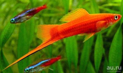 Лот: 13042257. Фото: 1. Меченосец. Рыбки