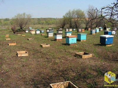 Лот: 1562073. Фото: 1. Пчелосемьи, пчелы с ульями и без... Другое (готовый бизнес)