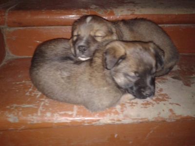 Лот: 3723683. Фото: 1. Щенята, заберите,пожалуйста!. Собаки, щенки