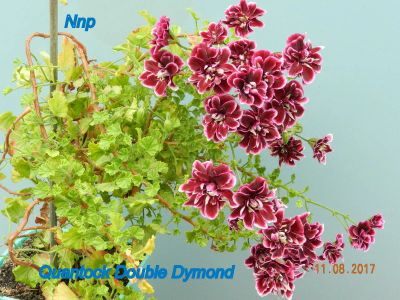 Лот: 15568302. Фото: 1. Quantock Double Dymond - группа... Горшечные растения и комнатные цветы