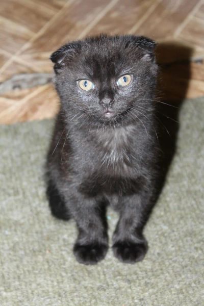 Лот: 4156586. Фото: 1. Очаровательная шотландская кошечка... Кошки, котята