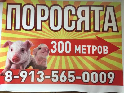 Лот: 10772937. Фото: 1. Поросята на новый год. Мясо, птица, яйцо