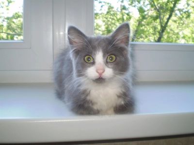 Лот: 3046156. Фото: 1. Котёнок-мальчик в дар!. Кошки, котята