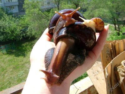 Лот: 2960757. Фото: 1. Сухопутные улитки ахатины. Остальные животные