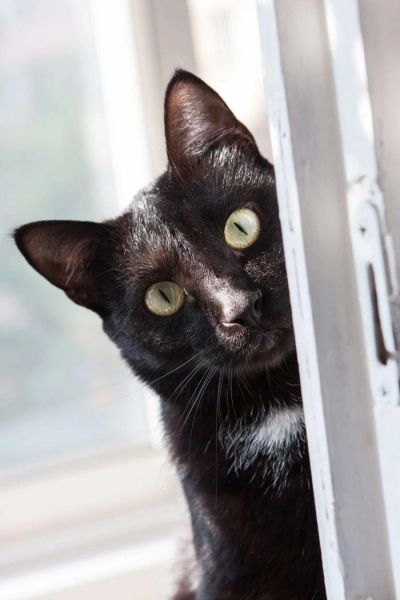 Лот: 4322199. Фото: 1. Тима ищет хозяина. Кошки, котята