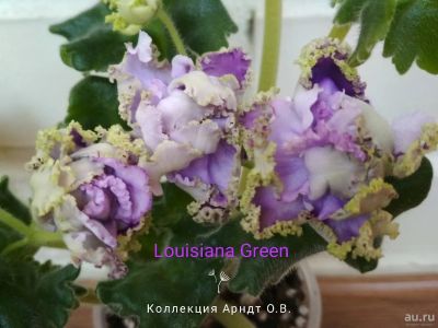 Лот: 11771368. Фото: 1. Фиалка Louisiana Green (Sorano... Горшечные растения и комнатные цветы