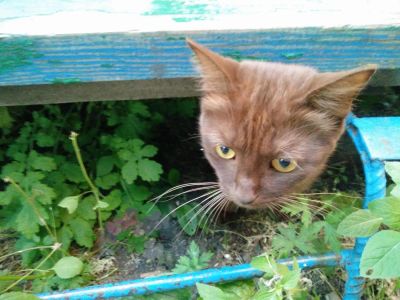 Лот: 7962294. Фото: 1. Помогите пристроить котэ. Кошки, котята