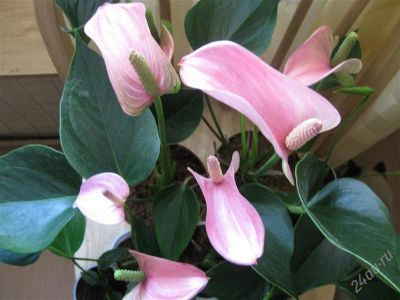 Лот: 1916779. Фото: 1. антуриум " фламинго"( pink fever... Горшечные растения и комнатные цветы