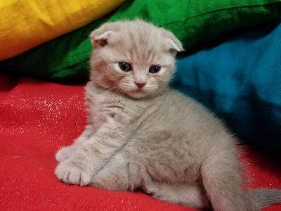 Лот: 4076153. Фото: 1. Шотландская вислоухая лиловая... Кошки, котята
