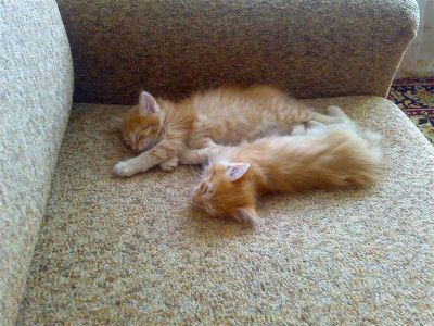 Лот: 692168. Фото: 1. рыжие пушистики. Остальные животные