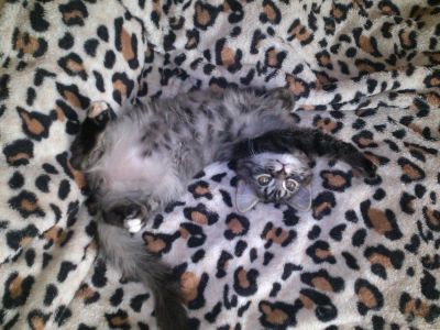 Лот: 7272681. Фото: 1. Котенок-тигренок! 2 мес, мальчик. Кошки, котята