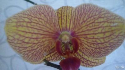 Лот: 8742756. Фото: 1. орхидея фаленопсис F17(отцвела... Горшечные растения и комнатные цветы