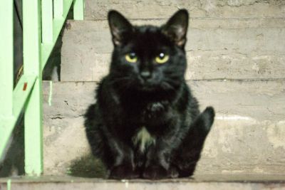 Лот: 6316585. Фото: 1. Животные. Другое (животные и уход)