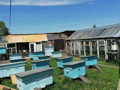 Лот: 20209753. Фото: 1. Пчелы + улей + магазинка и рамки. Пчеловодство