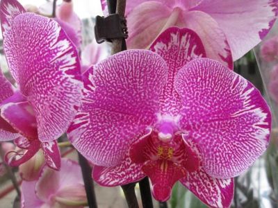 Лот: 12753383. Фото: 1. Орхидея фаленопсис Potter. Горшечные растения и комнатные цветы