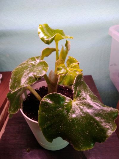 Лот: 19146073. Фото: 1. Бегония войлочная Begonia venosa... Горшечные растения и комнатные цветы