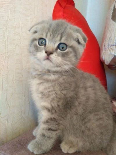 Лот: 8068989. Фото: 1. шотландская вислоухая кошечка. Кошки, котята