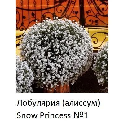 Лот: 17291829. Фото: 1. Алиссум сноу принцесс ампельный. Садовые цветы