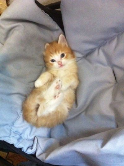 Лот: 5303550. Фото: 1. котенок даром. Кошки, котята