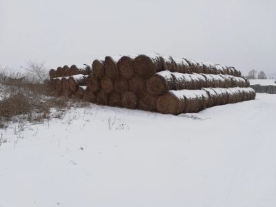 Лот: 17079179. Фото: 1. Сено Эспарцет Доставка. Другое (растения и животные)
