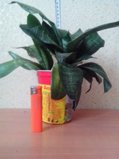 Лот: 3968130. Фото: 1. Щучий хвост. Тёщин язык. Горшечные растения и комнатные цветы