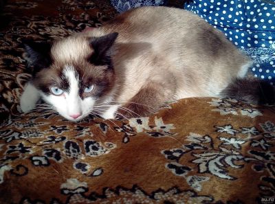 Лот: 13669023. Фото: 1. Котик 6 месяцев в добрые руки. Кошки, котята
