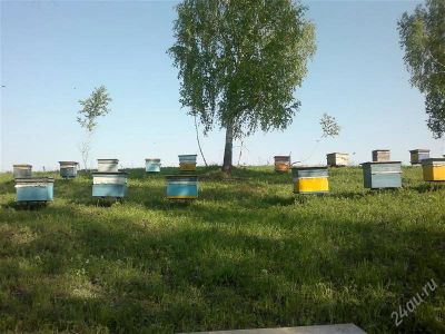 Лот: 1660848. Фото: 1. Продам пчел. Другое (растения и животные)