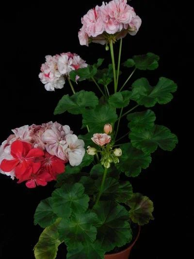 Лот: 4069728. Фото: 1. Зональная пеларгония Tara Caws... Горшечные растения и комнатные цветы