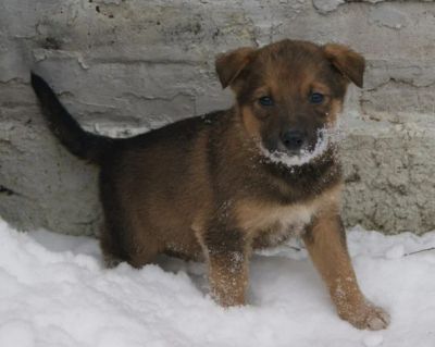 Лот: 3583581. Фото: 1. Щенки на охрану5. Собаки, щенки