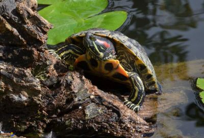 Лот: 16243859. Фото: 1. Красноухие черепахи. Другое (аквариумистика)