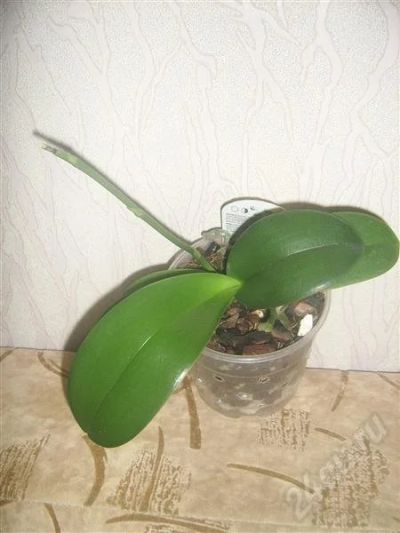 Лот: 673714. Фото: 1. орхидея фаленопсис. Горшечные растения и комнатные цветы