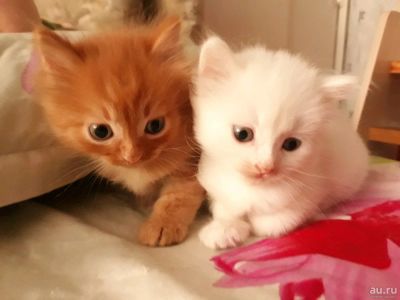 Лот: 14287968. Фото: 1. Котятки. Кошки, котята