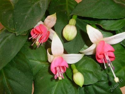 Лот: 1152495. Фото: 1. Черенки фуксии сортовой. Горшечные растения и комнатные цветы