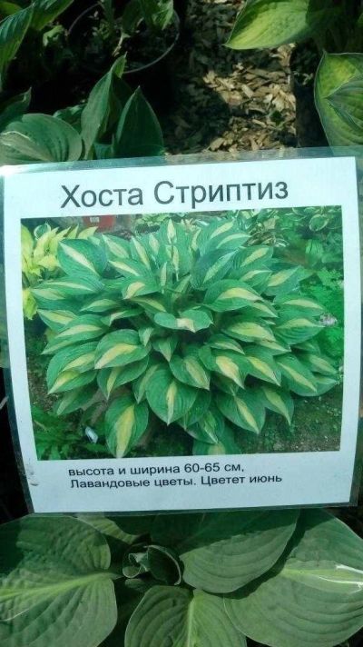 Лот: 14298175. Фото: 1. Хоста. Садовые цветы