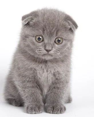 Лот: 3106536. Фото: 1. ШОТЛАНДСКИЕ КОТЯТА!. Кошки, котята