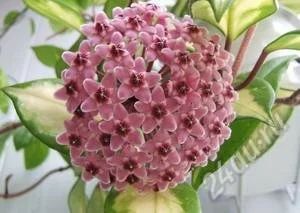 Лот: 1345719. Фото: 1. хойя триколор. Горшечные растения и комнатные цветы