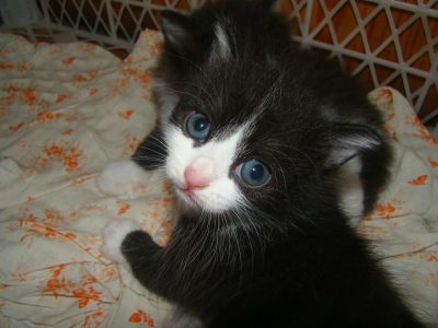 Лот: 4379323. Фото: 1. умная кошечка. Кошки, котята
